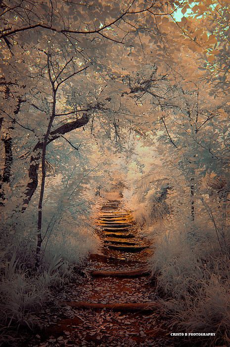 40+ Trendy Photography Winter Forest Paths