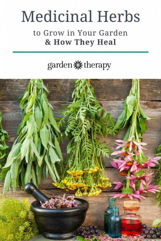 The Top Five Medicinal Herbs To Grow In Your Garden And How They Heal