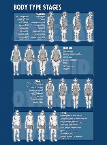 DrBerg_Body_Type_Stages