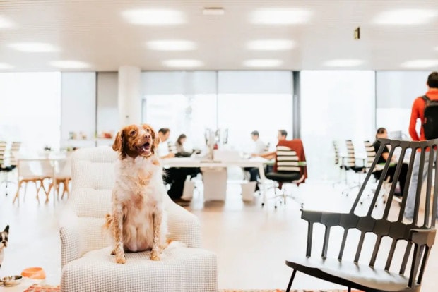 Indie Agency Dude Wins Affinity Petcare In Three-way Pitch